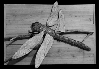 dragonFly.html